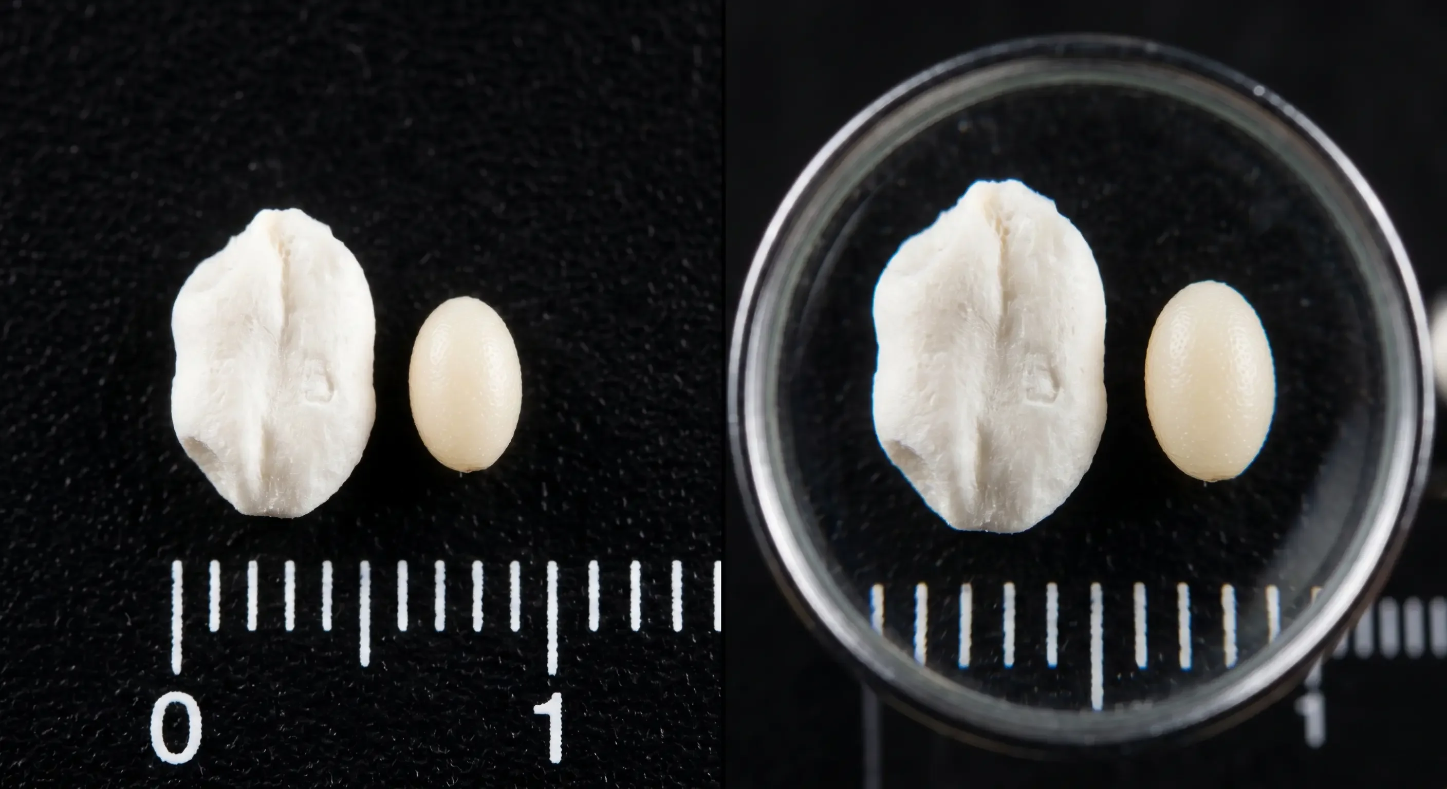 Motteneier unter der Lupe — Makro-Nahaufnahme eines Motteneis neben Mehlkorn mit 1mm Maßstab zum Größenvergleich